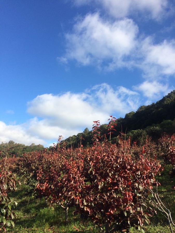 Pousada Parque Das Pitangueiras Flores da Cunha Exteriér fotografie
